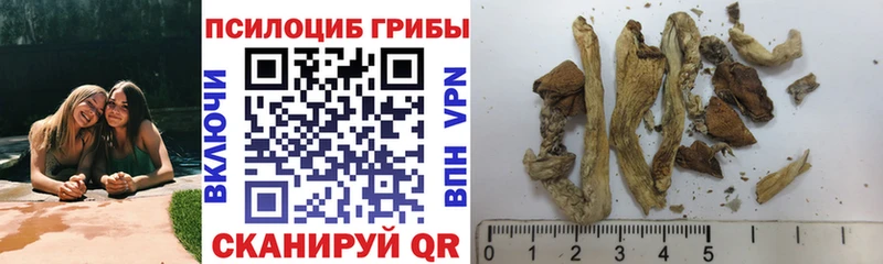 omg сайт Вяземский Галлюциногенные грибы Psilocybine cubensis купить цена